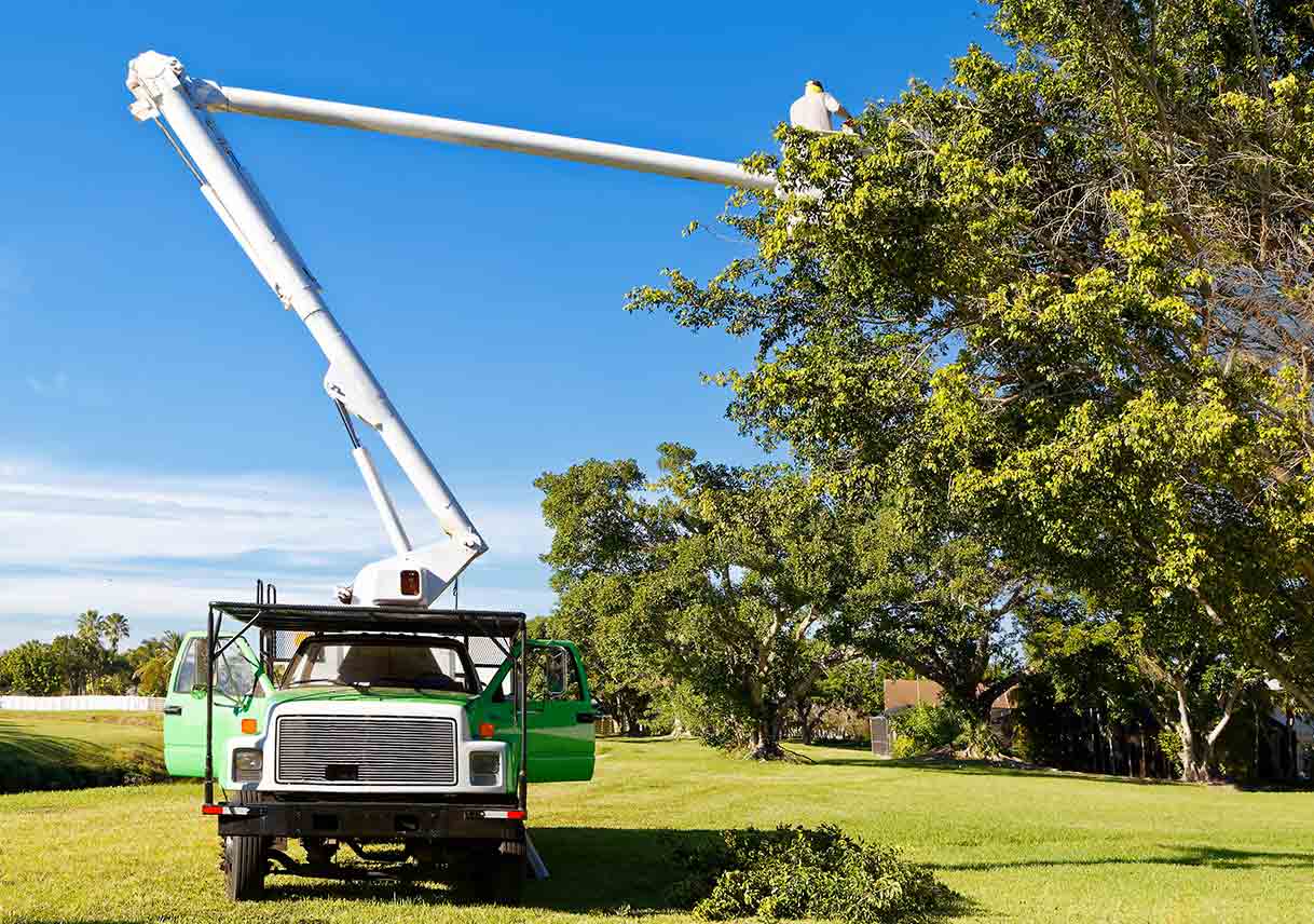 How to Choose a Tree Service Professional