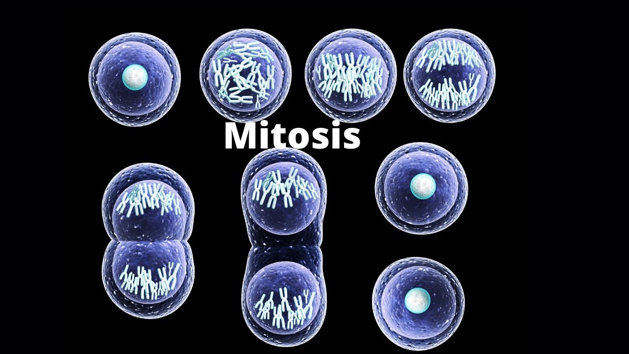 The 4 Stages of Mitosis