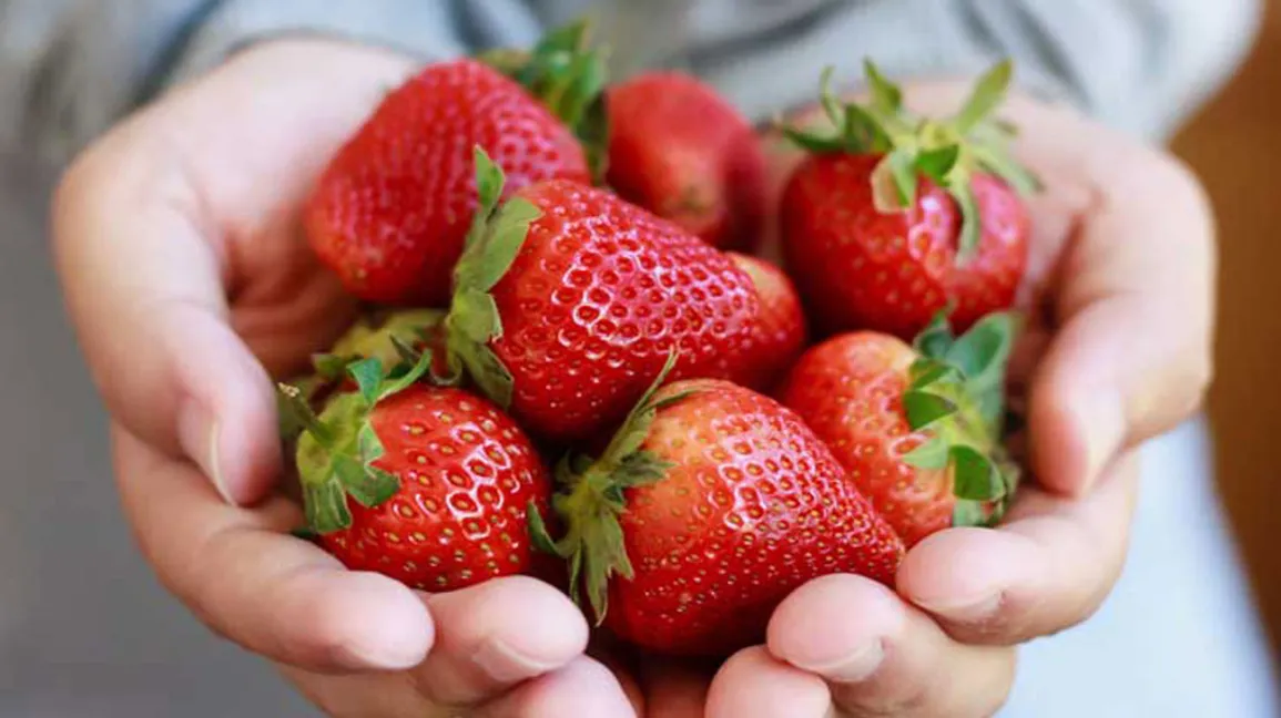 The Health Benefits Of Strawberries Are Numerous